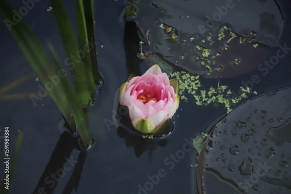 Obraz Fiore di Lotus