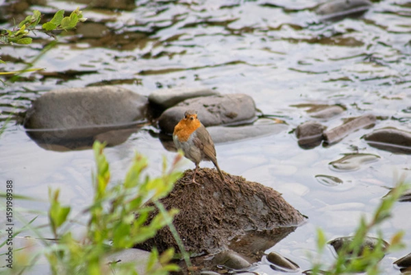 Obraz Uccelli pancia arance 