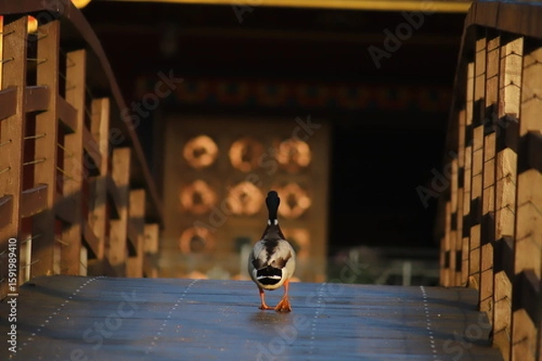Fototapeta Duck on the bridge