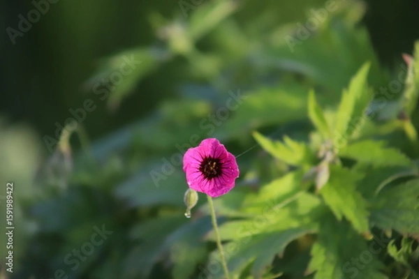 Fototapeta Fiore fusca