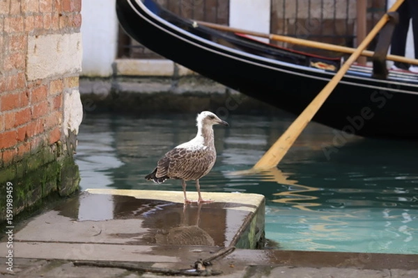 Obraz Bebe gabbiano e la gondola