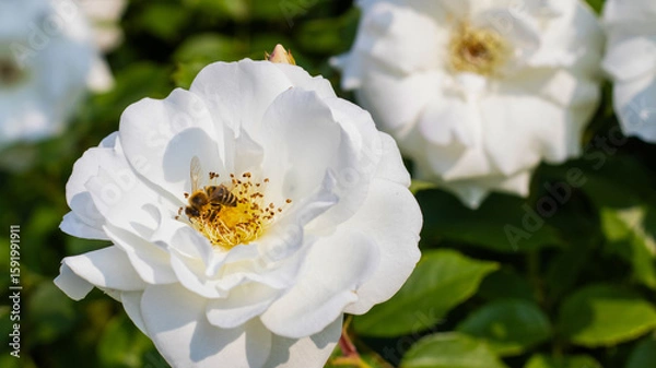 Obraz Busy bee pollinating a white rose in a vibrant garden under bright sunlight