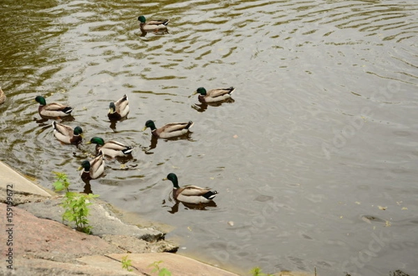 Obraz Ducks