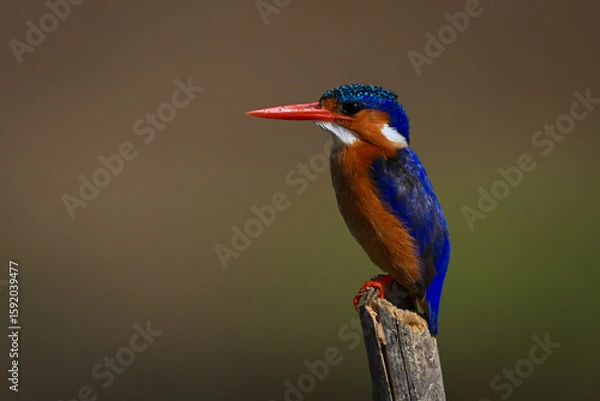 Fototapeta Malachite kingfisher in profile on tilting post