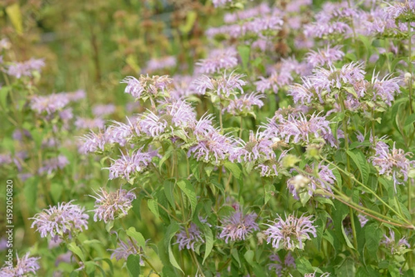 Fototapeta cluster of pink Bee balm, a flowering plant, scientifically known as Monarda, belonging to the mint family in a garden field outdoors