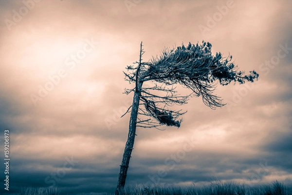 Fototapeta Wind blown Pine tree
