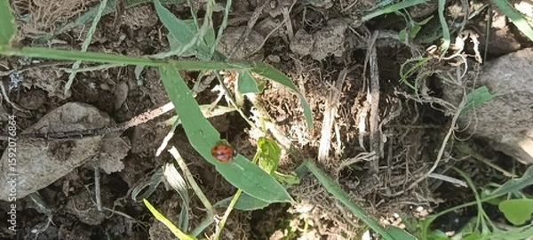 Fototapeta ladybug in the grass