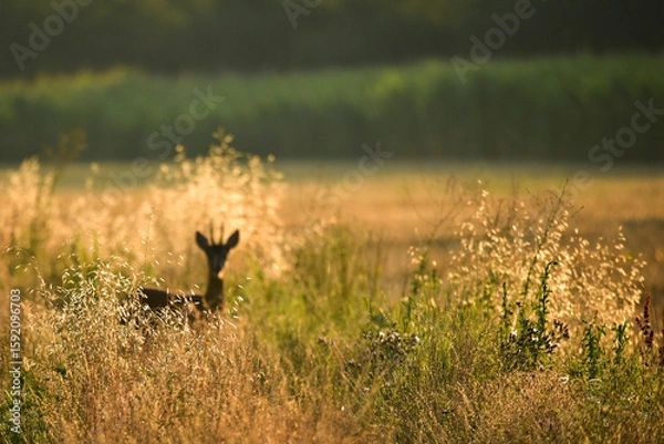 Obraz roe deer in the deep weed