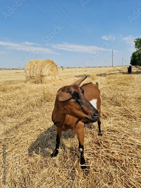 Fototapeta A goat is grazing in a field. There are round haystacks on the field.