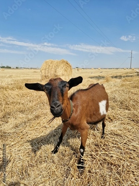 Fototapeta A goat is grazing in a field. There are round haystacks on the field.