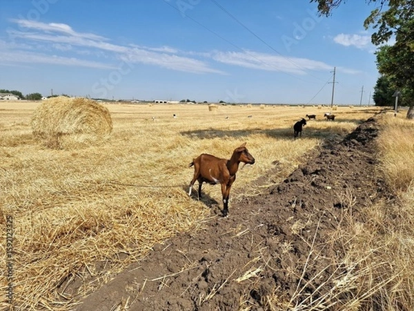 Fototapeta A goat is grazing in a field. There are round haystacks on the field.