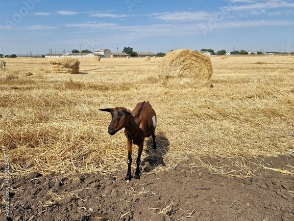 Fototapeta A goat is grazing in a field. There are round haystacks on the field.