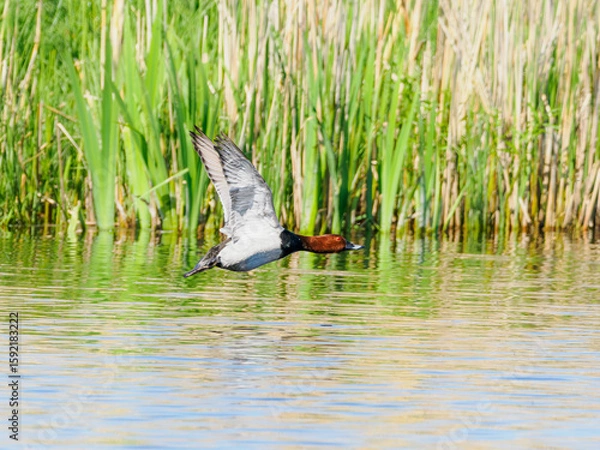 Fototapeta Common Pochard male in flight over lake with reeds in background