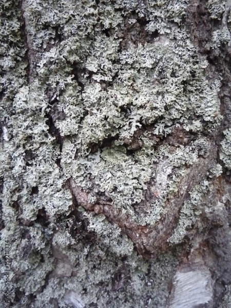 Fototapeta  Lichen