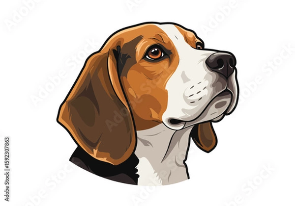 Fototapeta beagle on white background