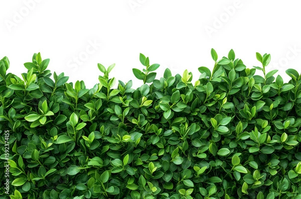 Fototapeta Vibrant Green bushes for border isolated on white or transparent background Cutout PNG