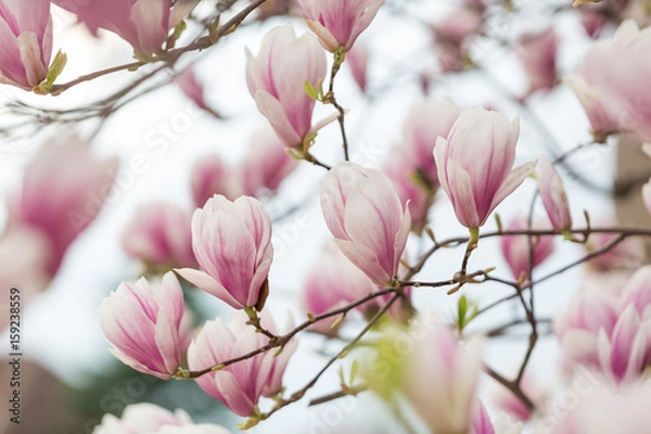 Obraz wunderschöne Magnolienblüte