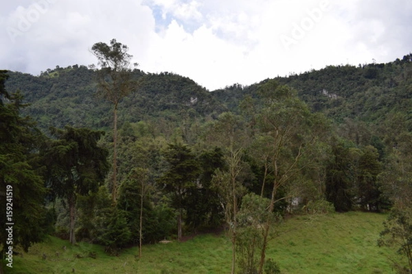 Obraz Bosque tropical