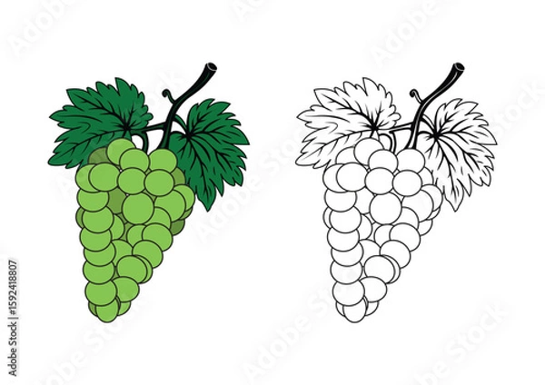 Fototapeta Minimalist black and white juicy grape green vine with green leaves line art sketch perfect for coloring book clip art artistic school projects icons simple monochrome designs clean white background