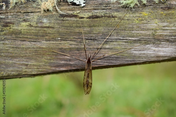 Obraz Insecto en madera