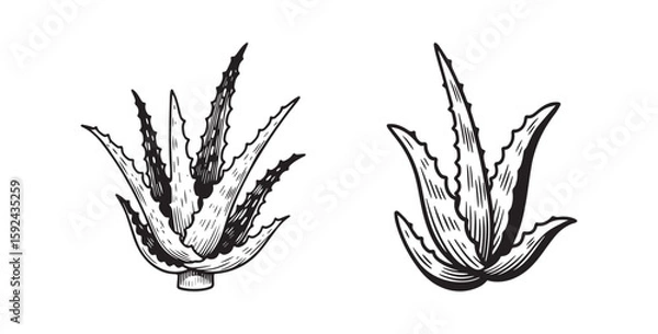 Fototapeta Continuous Hand Drawing of Vector Aloe Vera