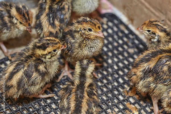 Obraz Two-day baby birds of the Japanese quail