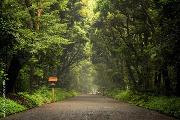 Obraz Tokyo, Meiji Shrine Grounds