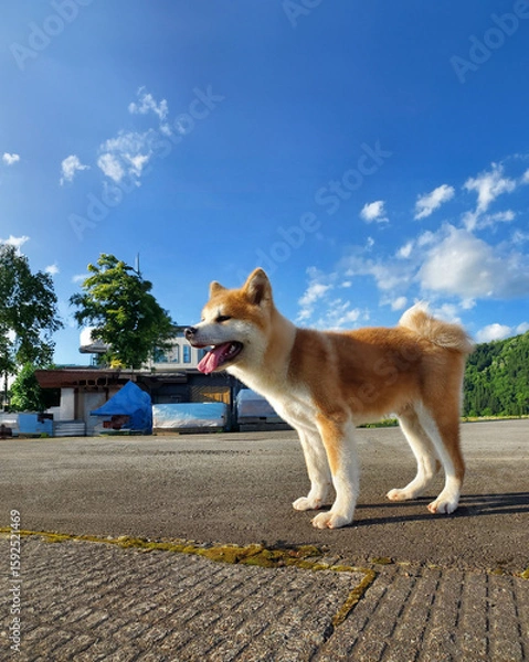 Obraz 散歩中にちょっとひと休み、秋田犬