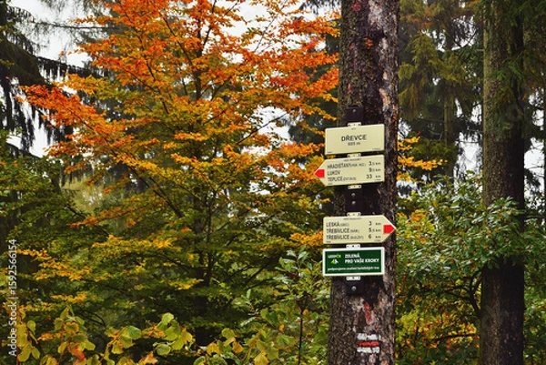Fototapeta Autumn Leaves Foliage with Tourist Signs and Marks on Tree