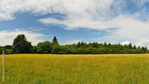 Fototapeta Sunny Summer Day with Meadow Grass, Trees, and Open Blue Sky with Clouds