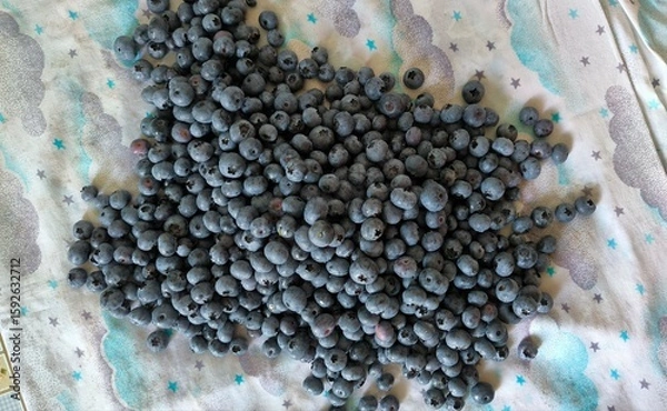Obraz garden blueberry 