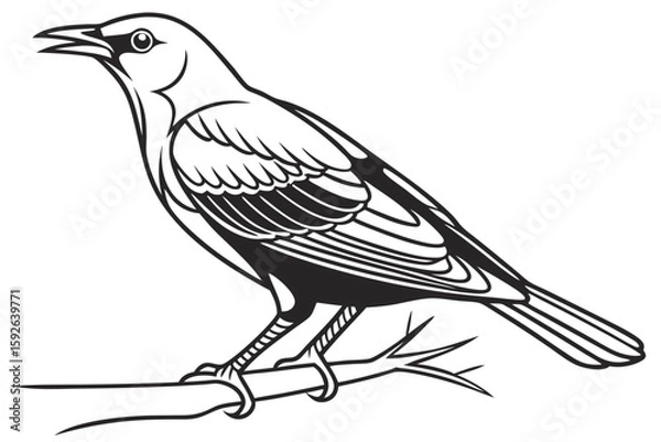 Obraz coloring page line art the thrush black vector