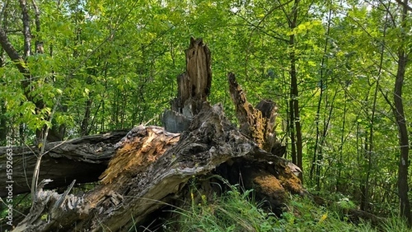 Obraz eagle in the woods