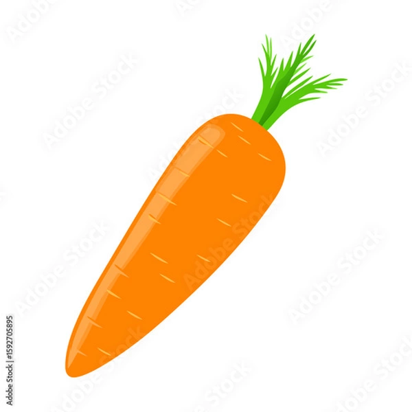 Fototapeta carrots vector illustration