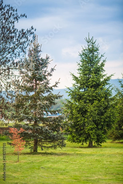 Obraz Pine trees growing in the back of the yard