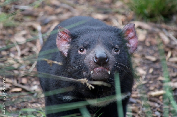 Obraz Tasmanian Devil