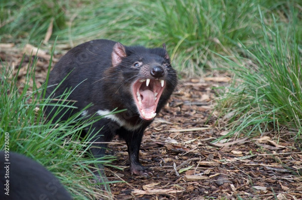 Obraz Tasmanian Devil