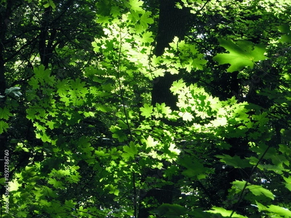 Fototapeta Forest #3