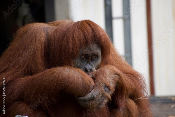 Obraz Orangutan
