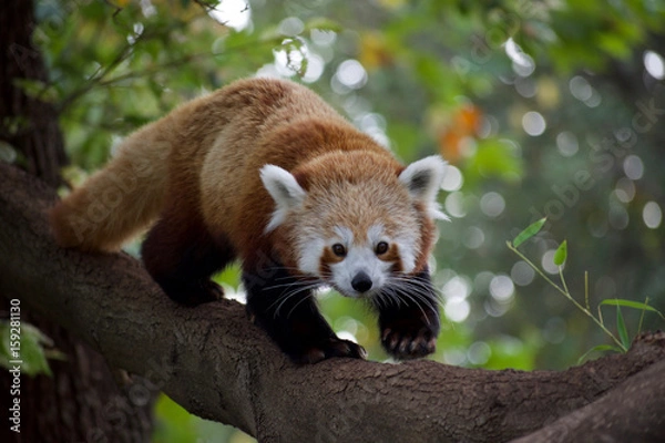 Obraz Red panda 11