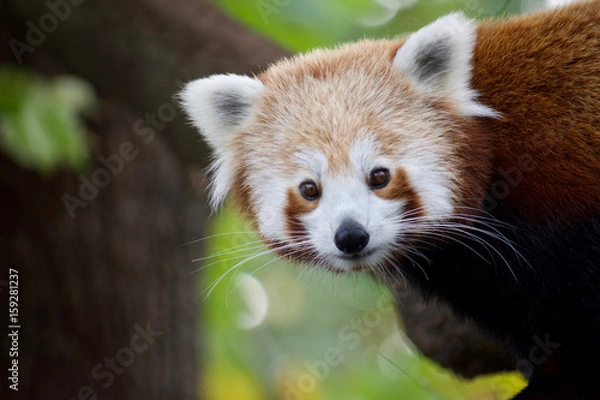 Obraz Red panda 9