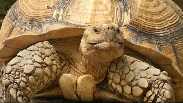 Obraz The African spurred tortoise (Centrochelys sulcata) resting in the sun in a summer park.
