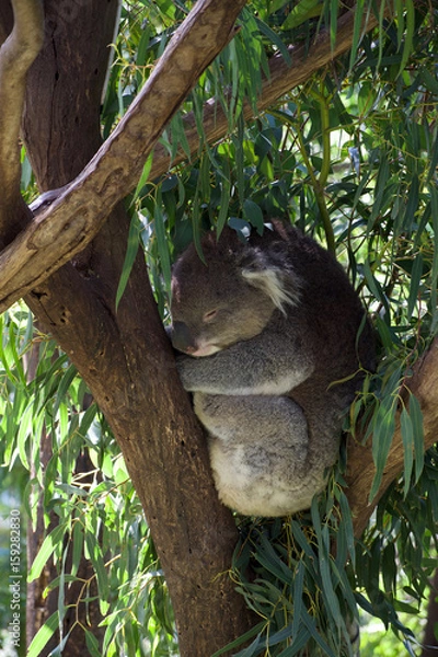 Obraz Koala 1