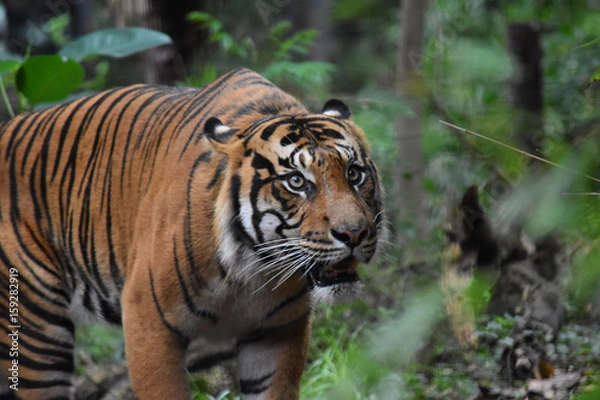 Obraz Tiger close up 26