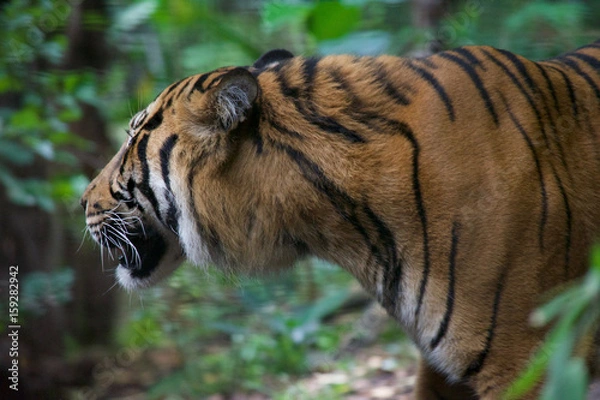 Obraz Tiger close up 25