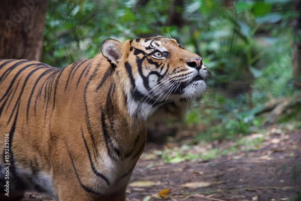 Obraz Tiger close up 21