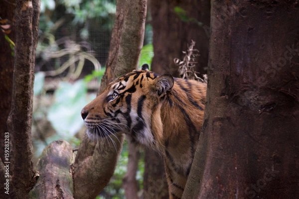 Obraz Tiger close up 14