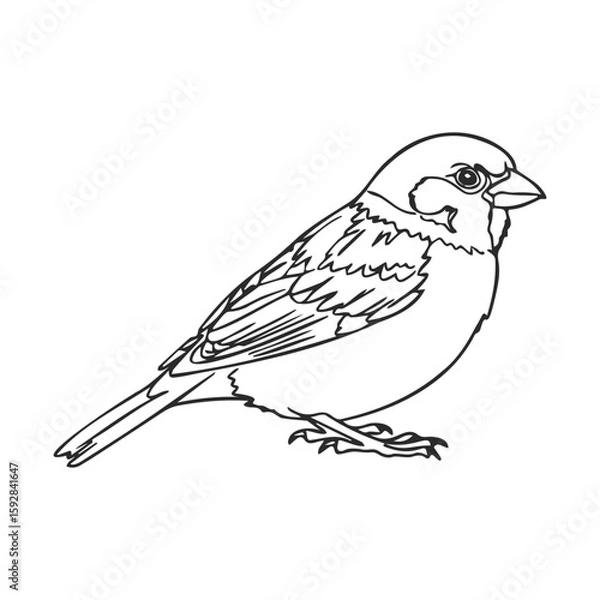 Obraz Simple outline of a sparrow perched