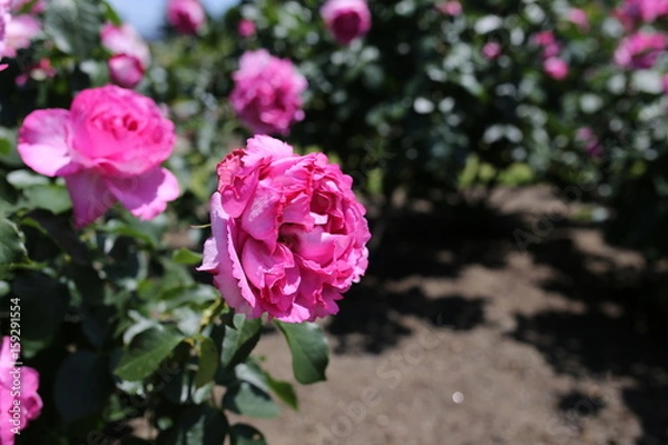 Obraz ピンク色のバラ