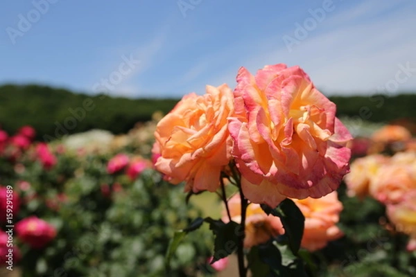 Obraz オレンジ色のバラ